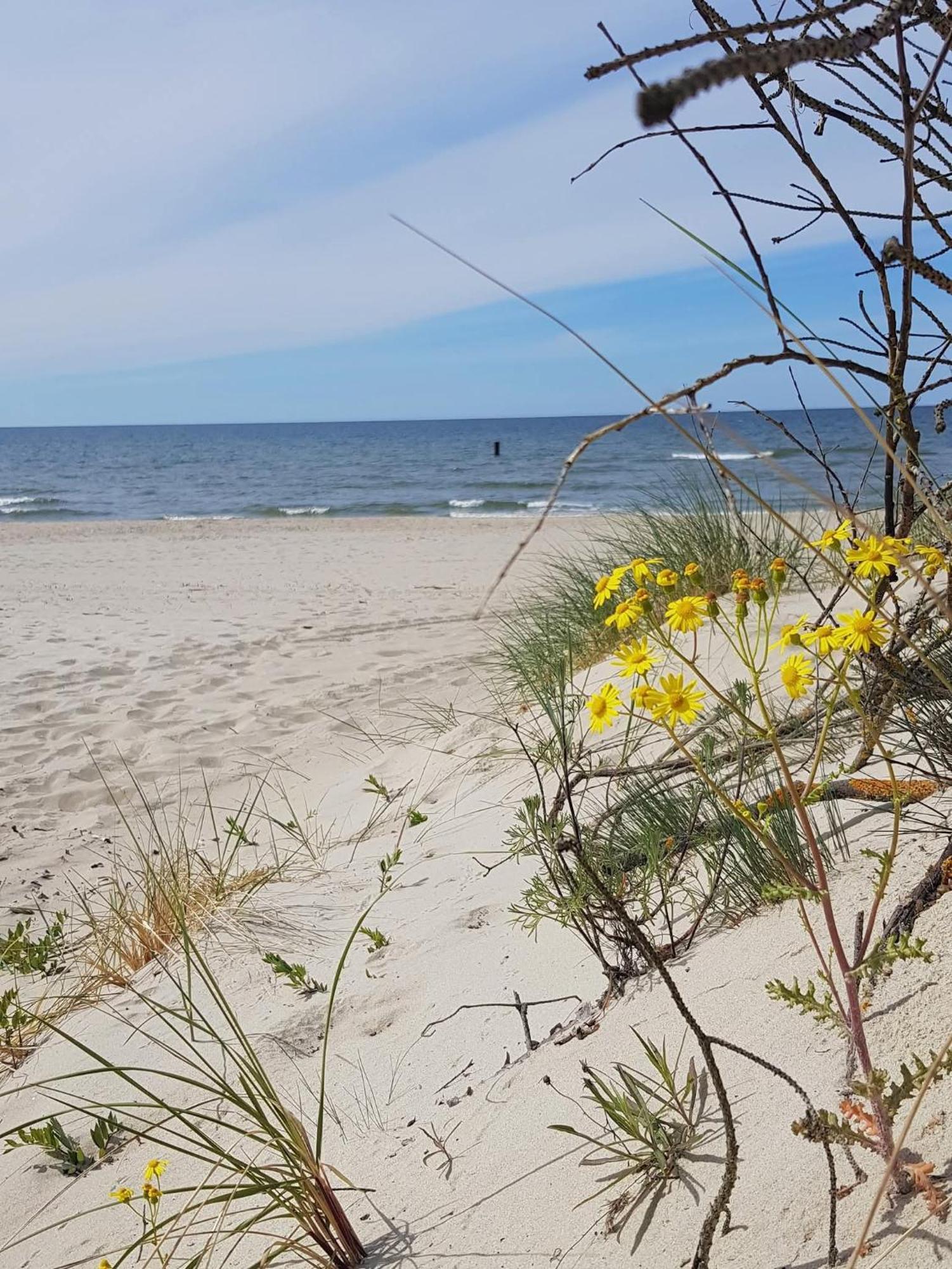 Pokoje Goscinne Nord Krynica Morska Exteriör bild